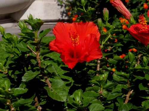 Hibiscus blooming; 2 Oktober 2011.